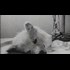 Reanimation of dead dog's head, Russian Soviet Zombie science from 40's A.k.a. Experiments in the Revival of Organisms
