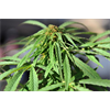 Growing cannabis for personal use not illegal, Italy supreme court rules