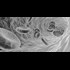Surprising New Role for Lungs: Making Blood