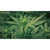 Hemp is the most powerful plant on Earth