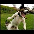 New animals funny video 2017 (HD)