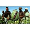 Opium production in Afghanistan up 50-fold since US Invasion