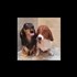 Funny Animal Videos Compilation 2017