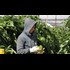 Israel 'profiting' from Palestinian child labour