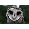 Report to UNESCO - Botanist Links Wireless Radiation to Disappearance And Exodus Of Song Birds, Bats And Insects At Mt. Nardi World Heritage Area