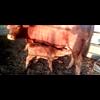 Temple Institute's 'Raise a Red Heifer' breeding program is a success! This possible 10th & final Red Cow will be a precursor to Messiah & building of the 3rd temple.