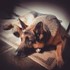 Remember why we came to Voat! (Reddit user's dog shot and now Reddit user is banned)