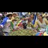 Bolivian Coca Growers Erupt in Protest against New Plantation Law