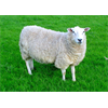 Spanish sheep study finds vaccine aluminum in lymph nodes more than a year after injection