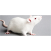 Glyphosate Causes Serious Multi-Generational Health Damage to Rats - New WSU Research - Second and even third generation rats show serious decline in health after only first generation exposed