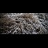 Scientists seeding clouds with bacteria. ... Uh.. Chemtrails?