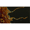 UK study shows COVID-19 antibodies fade quickly, rendering vaccines pointless