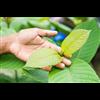 FOIA Docs Show FDAs Data On Kratom Deaths Is Complete Propaganda