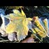 Early Autumn Arrives in August over the US & Canada