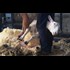 Sheeple: Why You Should Feel Sorry For Them