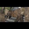 Mysterious furry creature shot in Montana, puzzling wildlife experts