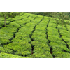 Fluoride Content in Black, White, Green, and Oolong Teas