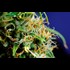 Marijuana Medicine's Near-Miraculous Healing Powers Require the Whole PlantNot Just One Oil Extract - CBD-only laws are a pretext to extend prohibition under the guise of 'protecting the children.'