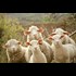 We Are Official: The Word Sheeple Has Been Added to the Dictionary