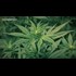 The Most Powerful Plant on Earth? | The Hemp Conspiracy