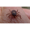 Members of the US House are concerned that Pentagon may have unleashed ticks infected with Lyme disease on population