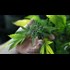 9 States to Vote on Marijuana Initiatives: Will They Stop Jailing Young People of Color over Weed?