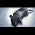 GM soy kills baby rats in just three weeks, study reveals