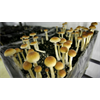 Oakland Becomes Second U.S. City to Decriminalize Magic Mushrooms