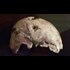 Tests on skull fragment cast doubt on Adolf Hitler suicide story