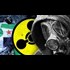 Former Department of Defense Science Adviser Debunks Claims of Syrian Chemical Attacks