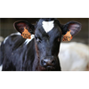 Stray ground electricity from wind turbines and solar power plants killing French farm animals - Farmers say hundreds of cows killed.
