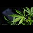 Colorado school confiscates student's life-saving medicine thanks to draconian prohibition laws