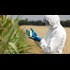 GMO corn increased pesticide use by 300%; agency claims exact opposite to protect biotech industry