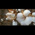 Monsanto's Cotton Rejected Again: Burkina Faso Brings Back Indigenous Varieties