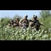 Before US Troops Protected Poppies In Afghanistan, There was No Opioid Epidemic in America