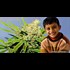 First of Its Kind Study Finds Cannabis May Be a Miracle Treatment for Autistic Kids