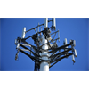 High Levels of Damage Have Been Discovered In Trees Near Cell Phone Towers