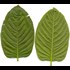 The DEA is withdrawing a proposal to ban another plant after the Internet got really mad