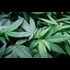 Legalizing Pot and 10 Other Ballot Issues to Watch on Election Day