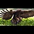 Eagles Are Now Being Trained to Take down Enemy Drones