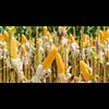 EPA Finally Spills the Beans on True Cost of Obamas Biofuel Mandate