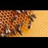 EPA acknowledges deadly effects of pesticides on bees, but refuses to restrict their use