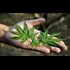 There Are Now 100 Scientific Studies Proving Cannabis Cures Cancer