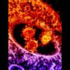 A Federal Ban on Making Lethal Viruses Is Lifted
