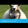 UNICEF is a wolf in sheeps clothing. How many pedophiles are you hiding, UNICEF?