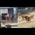 Man Jumps into Lions Cage a Hoax! Wrestling trained Lions. No blood anywhere online. Illuminati Religous Symbology