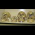 Smithsonian Admits to Destruction of Thousands of Giant Human Skeletons in Early 1900s
