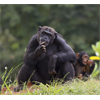 Planet of the Apes becomes reality after Chinese scientists implant human genes into monkeys to make them