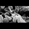 US Legalizes Funding The Creation Of Deadly Weaponized Viruses