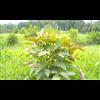 Government Attack On Kratom Continues As CDC Alleges Kratom Is Contaminated With Salmonella, MSM Blows It Up